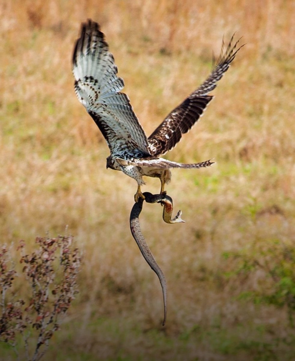 Птицы Калахари