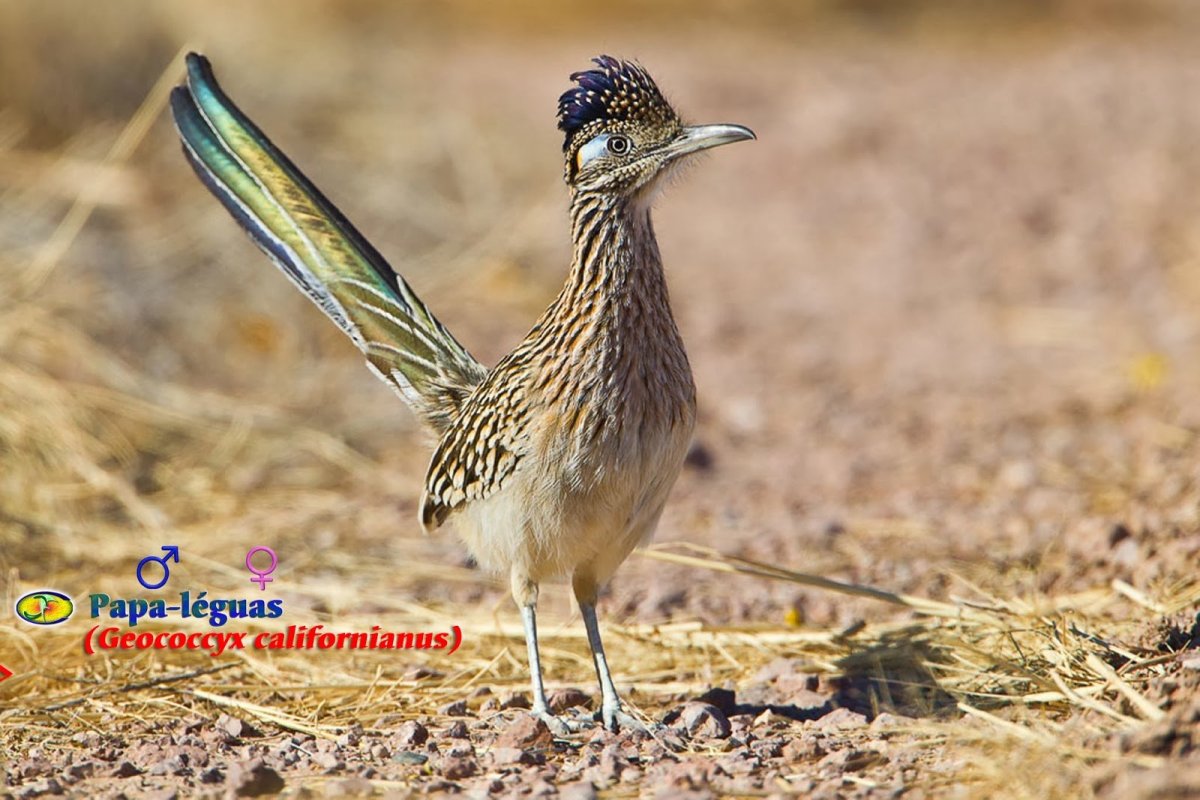 Необычные птицы пустыни