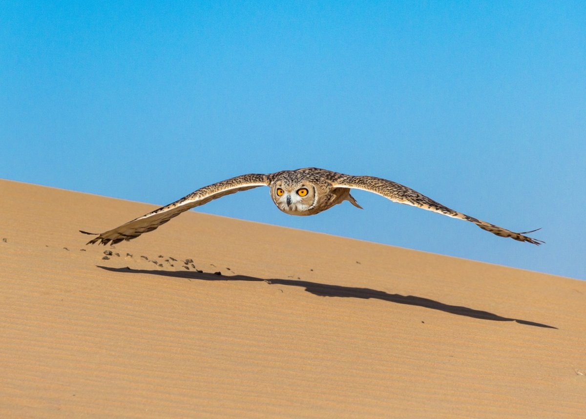 Птицы живущие в пустыне