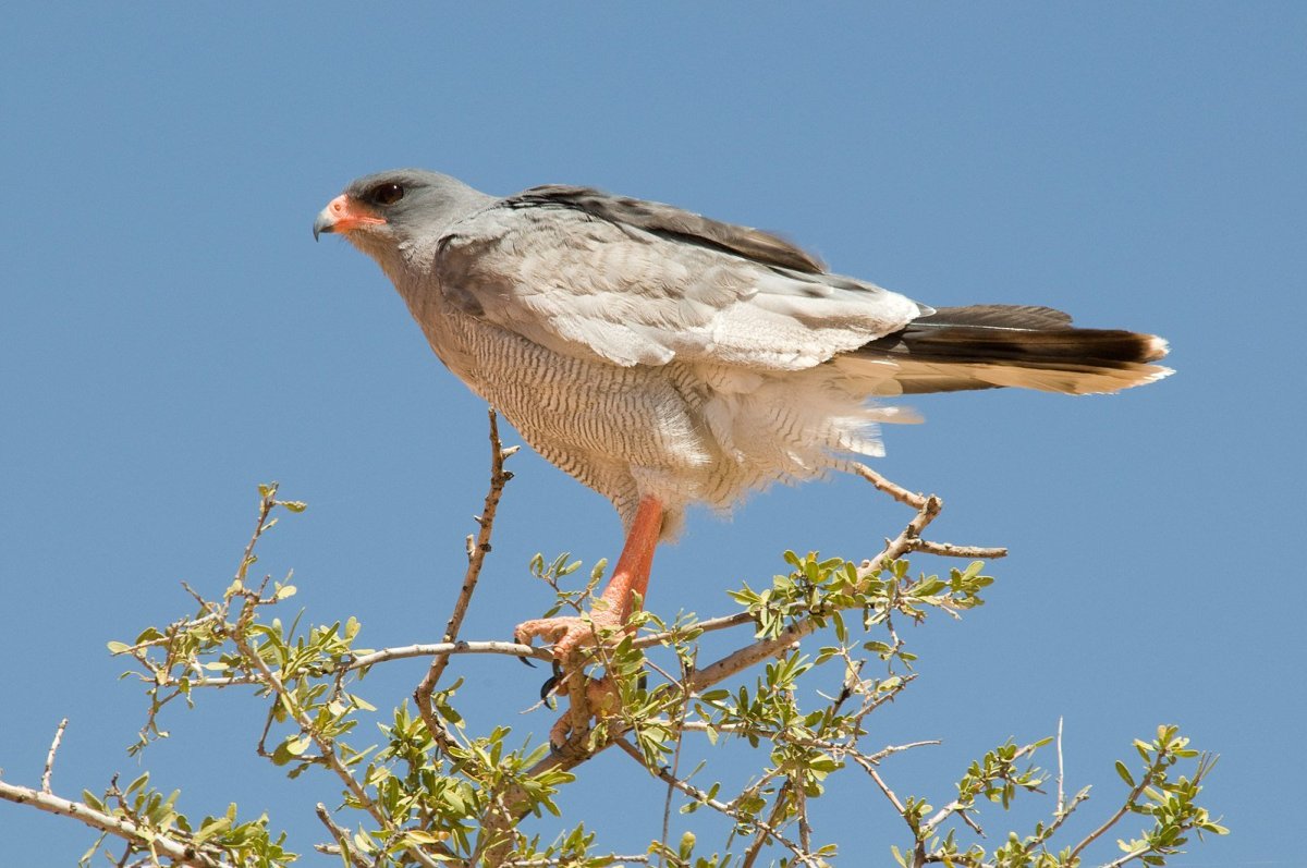 Белобрюхий рябок PNG