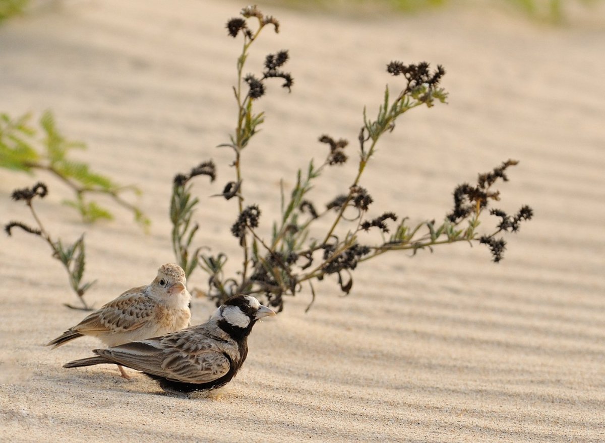 Птицы в пустыне