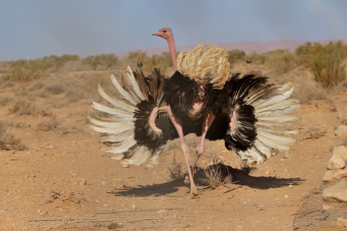 Самые милые птицы