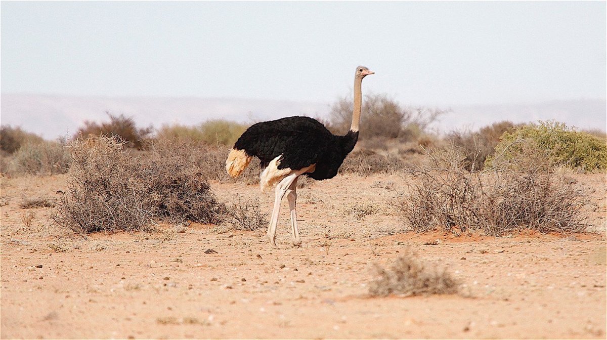 Песок пустыня Оазис
