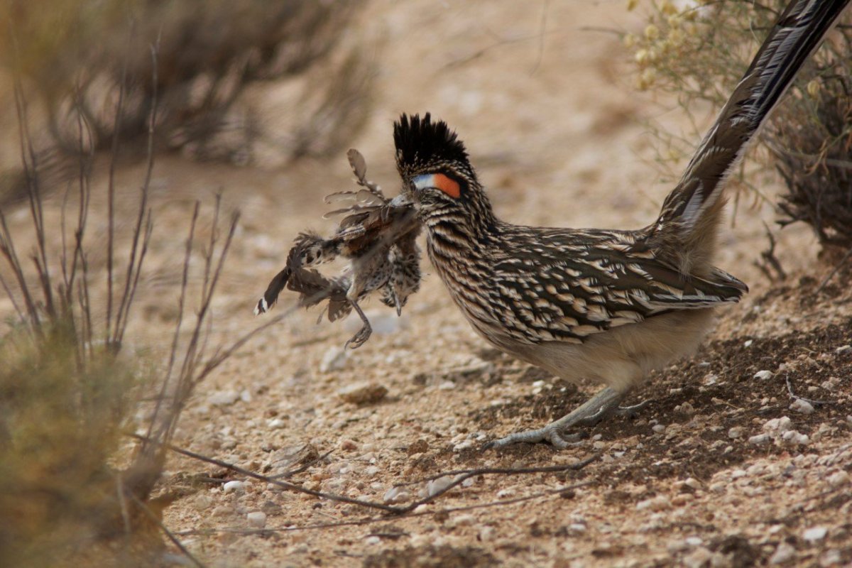 Птица на кактусе