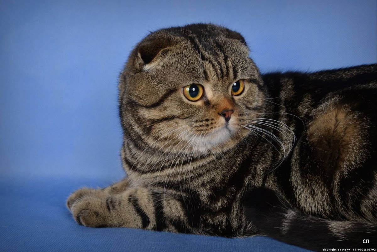 Скоттиш-фолд Шотландская