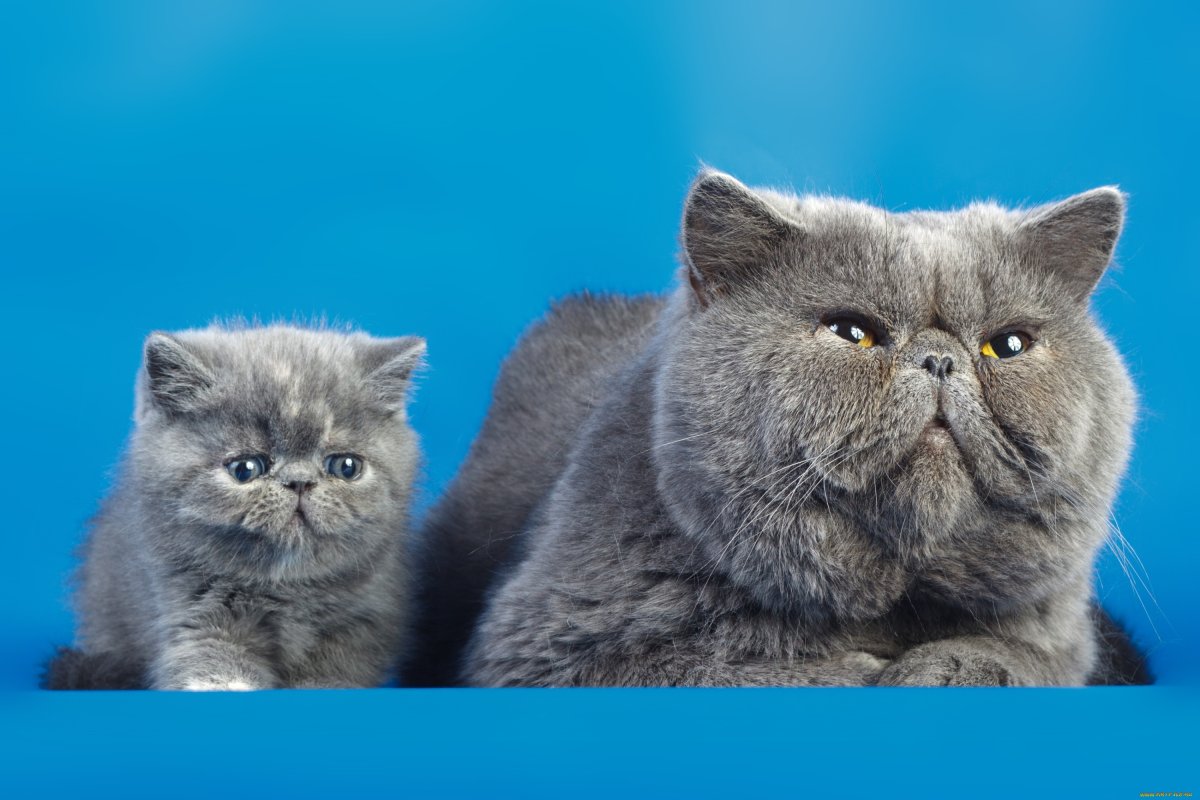 Экзотическая кошка Снупи котята