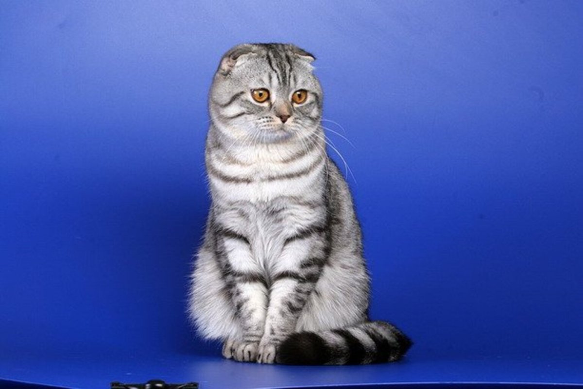 Шотландская вислоухая Сибирская кошка