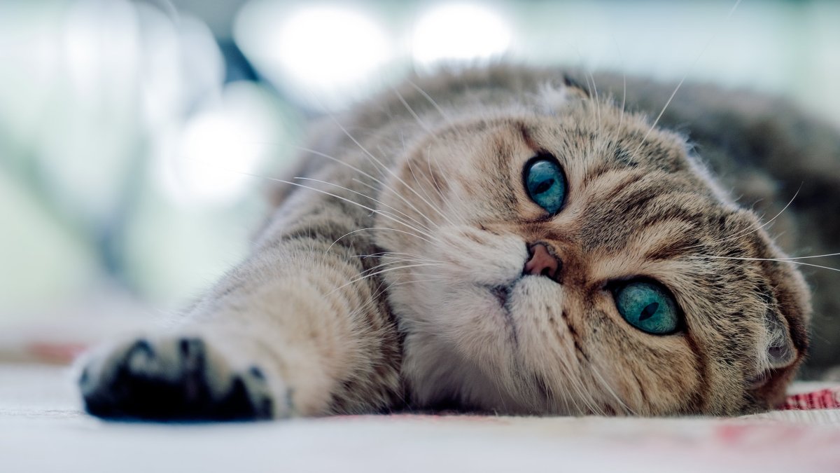 Шотландская вислоухая кошка зеленоглазая