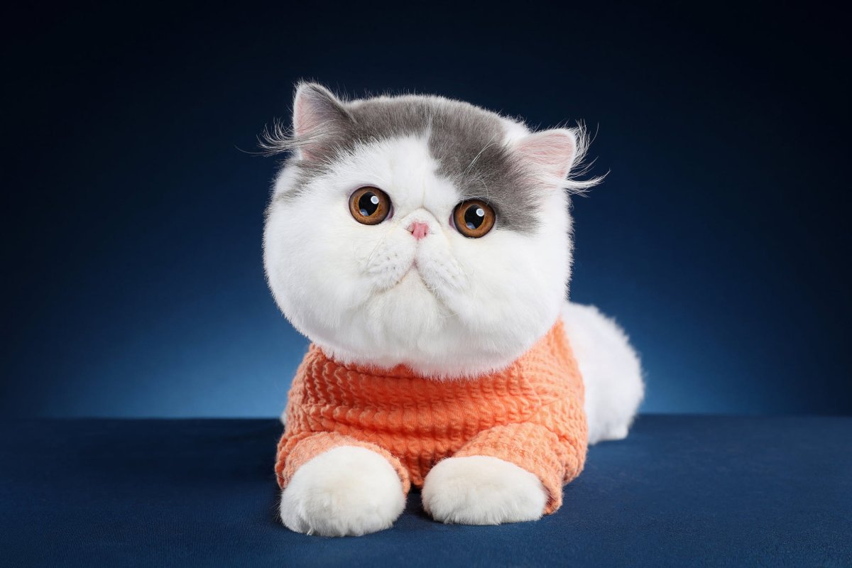 Экзот кошка