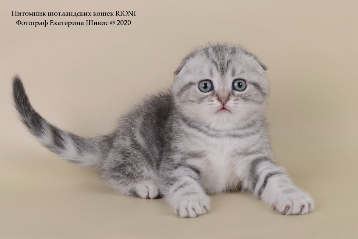 Шотландские котята вислоухие характер