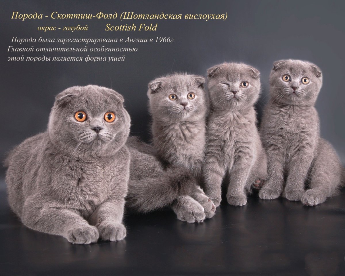 Порода скоттиш фолд