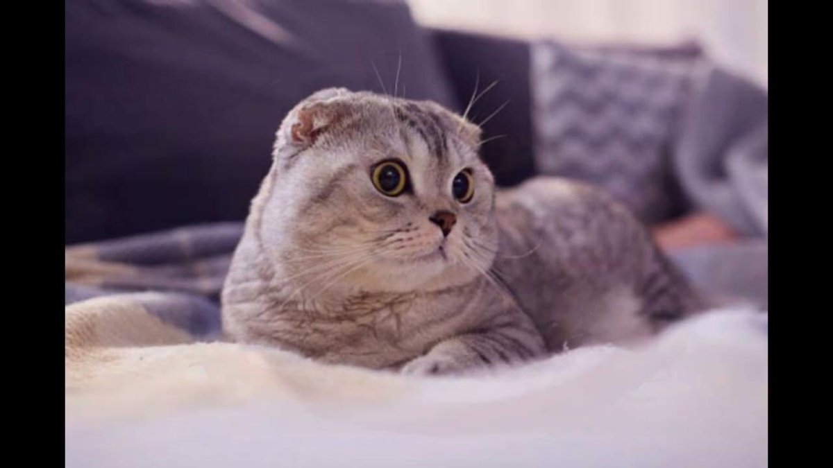 Идеальные уши у скоттиш фолд