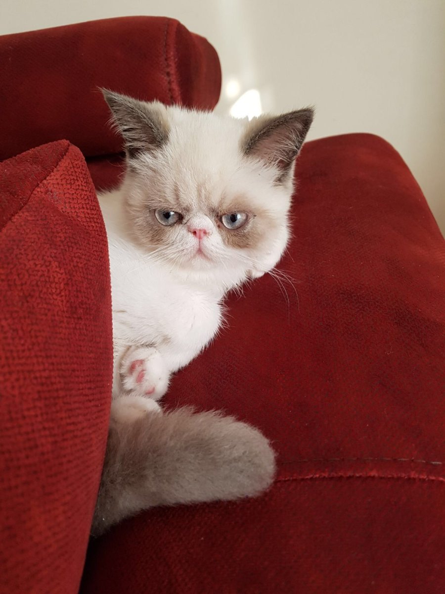 Американский экзот кошка