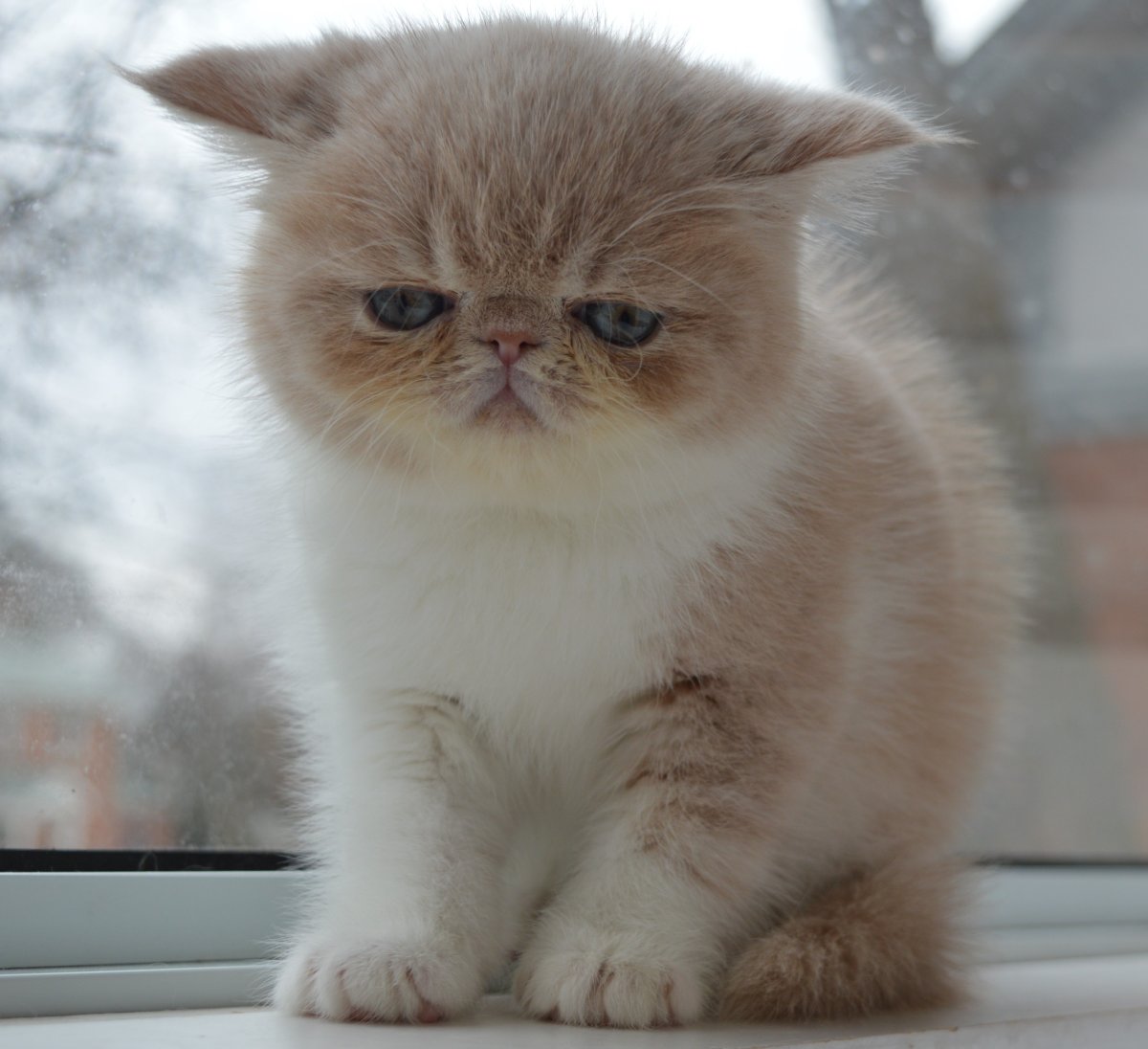 Порода кошек экзот на коротких лапках