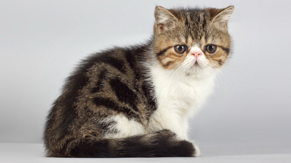 Кот породы экзот серый