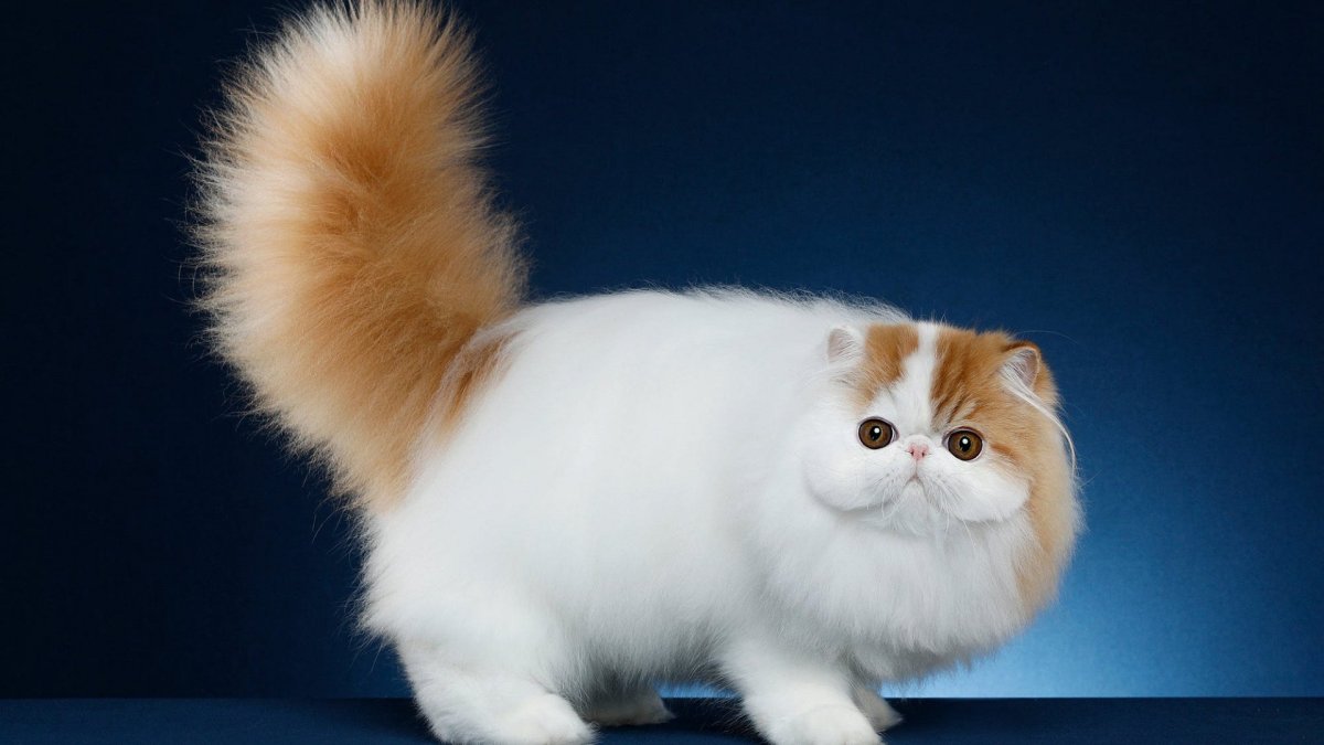 Снупи шиншилла