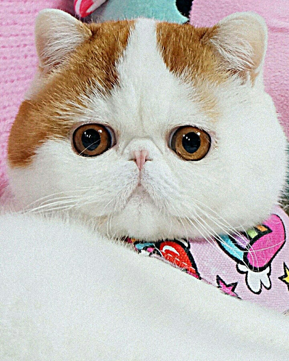 Грустный кот экзот