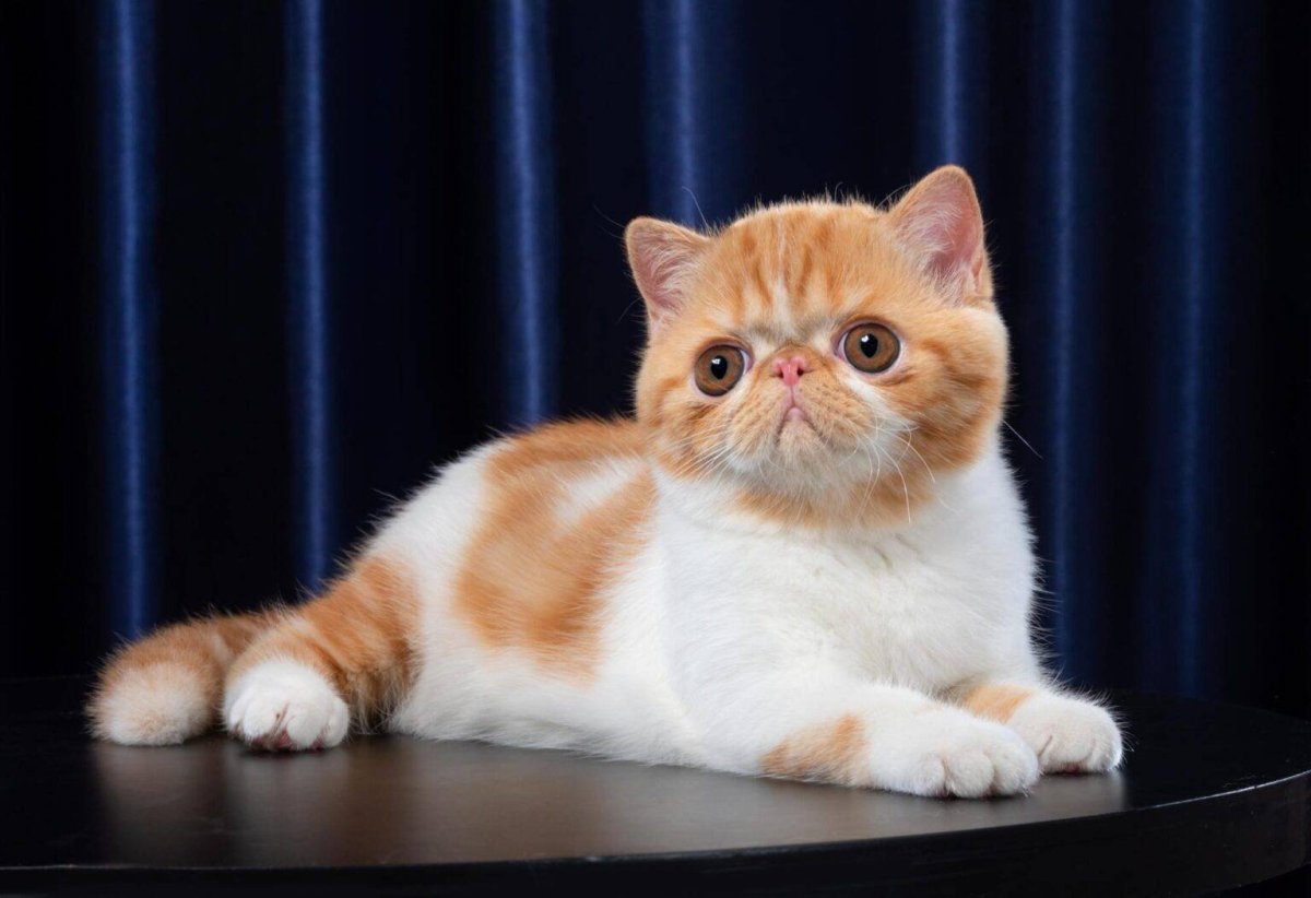 Экзотическая кошка Манчкин