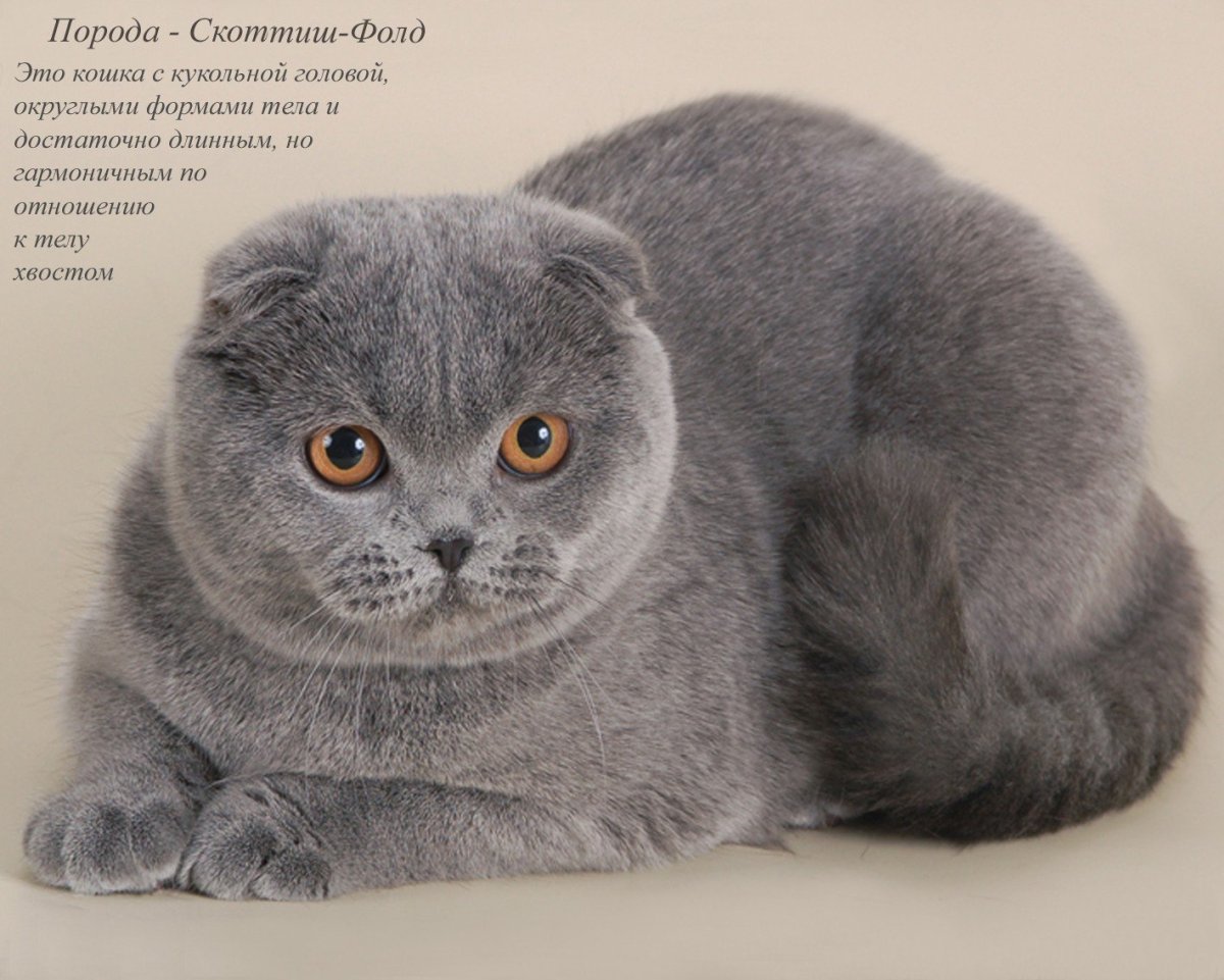 Шотландский вислоухий кот история