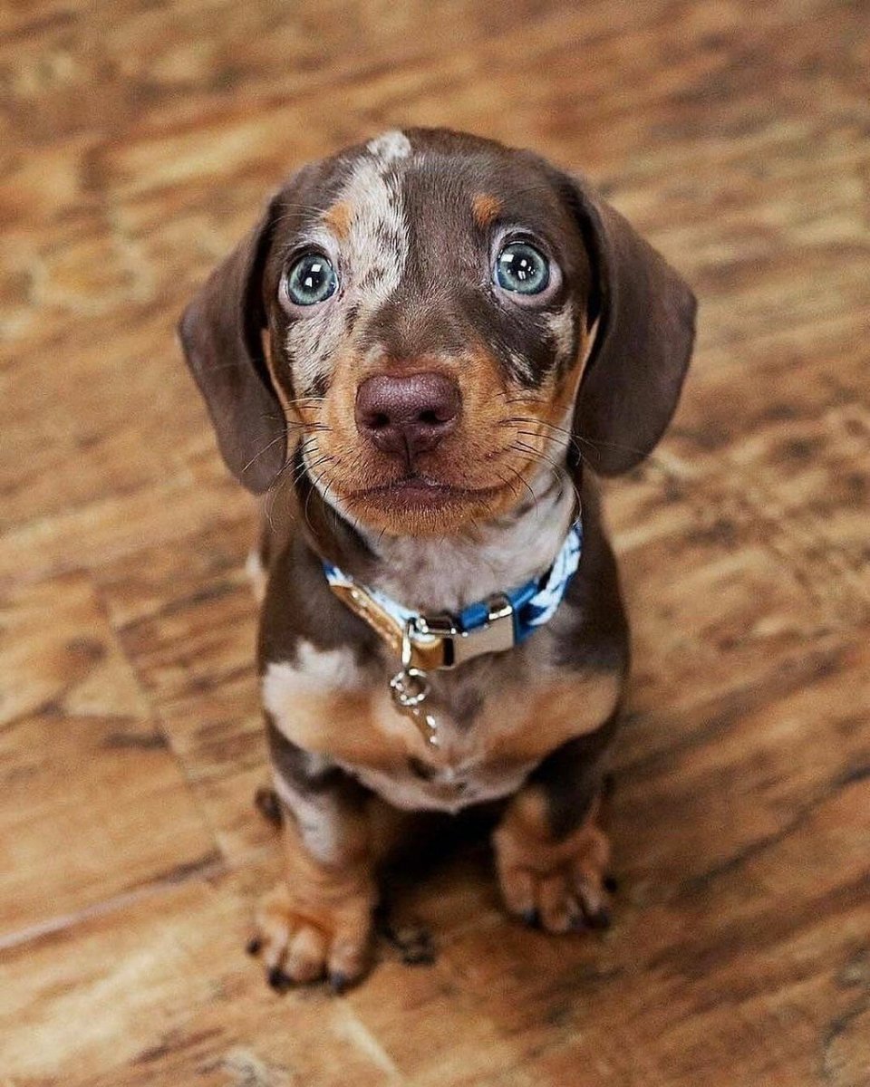 Кроличья такса голубоглазая