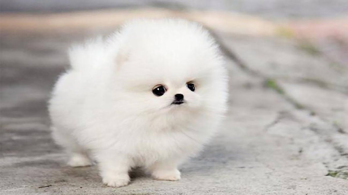 Micro Teacup White Pomeranian