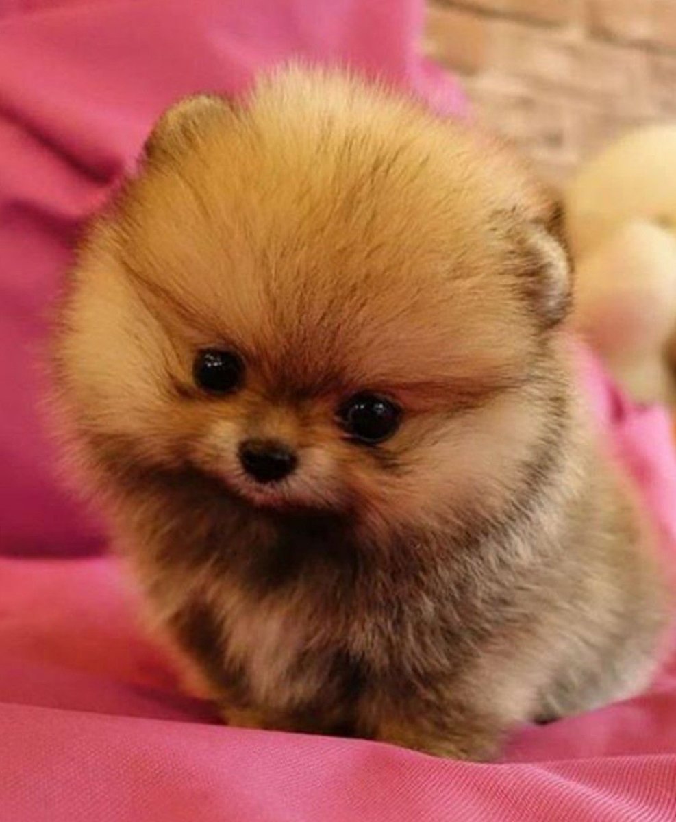 Померанский шпиц медвежьего типа