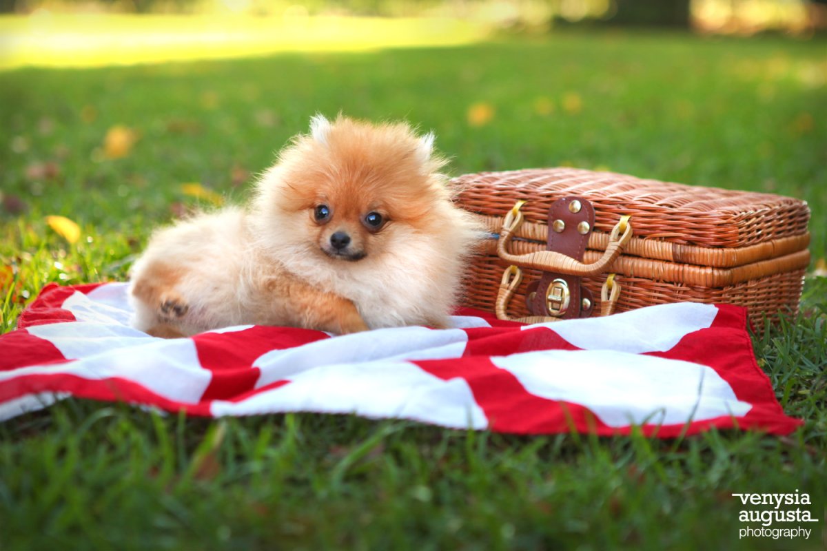 Померанский шпиц лето