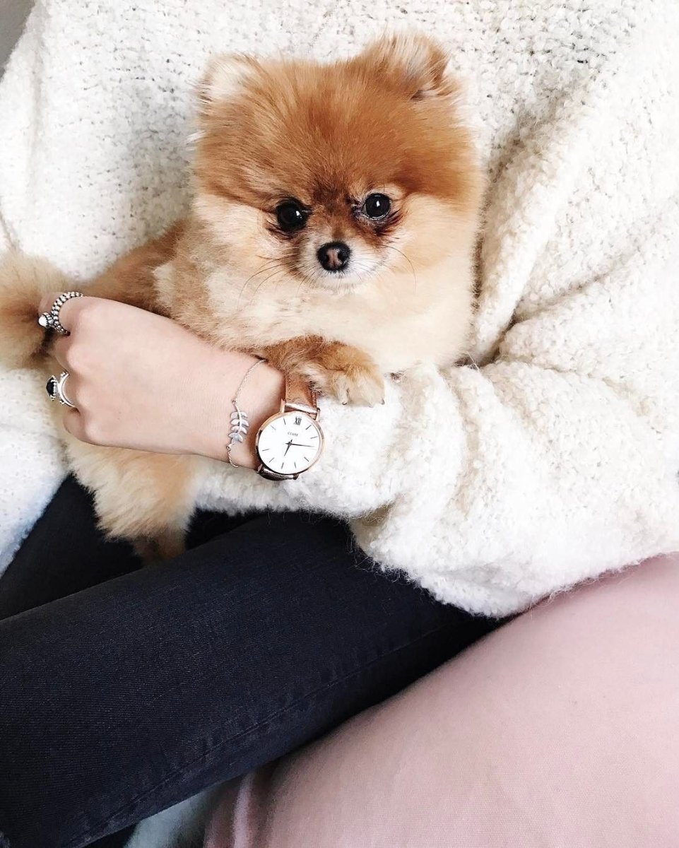 Померанский шпиц БОО