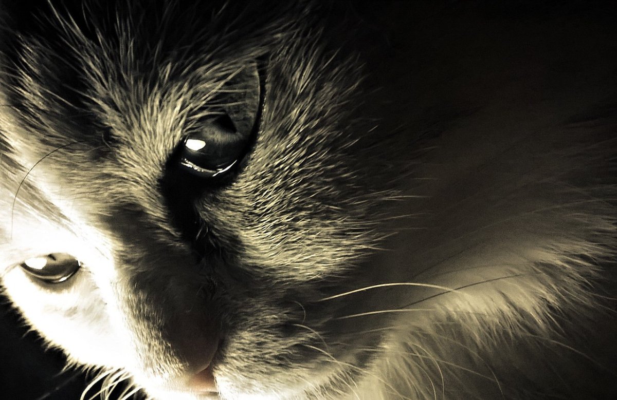 Кошечка плачет