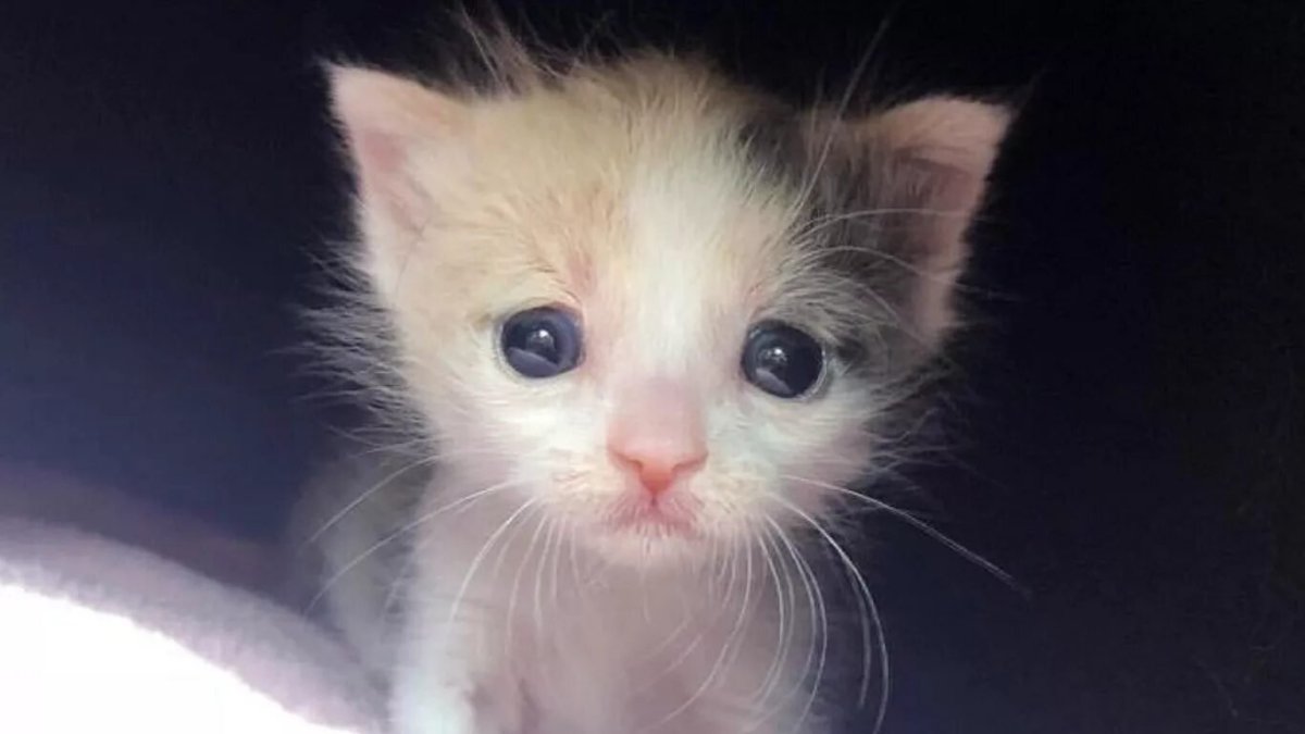 Плачущий котенок