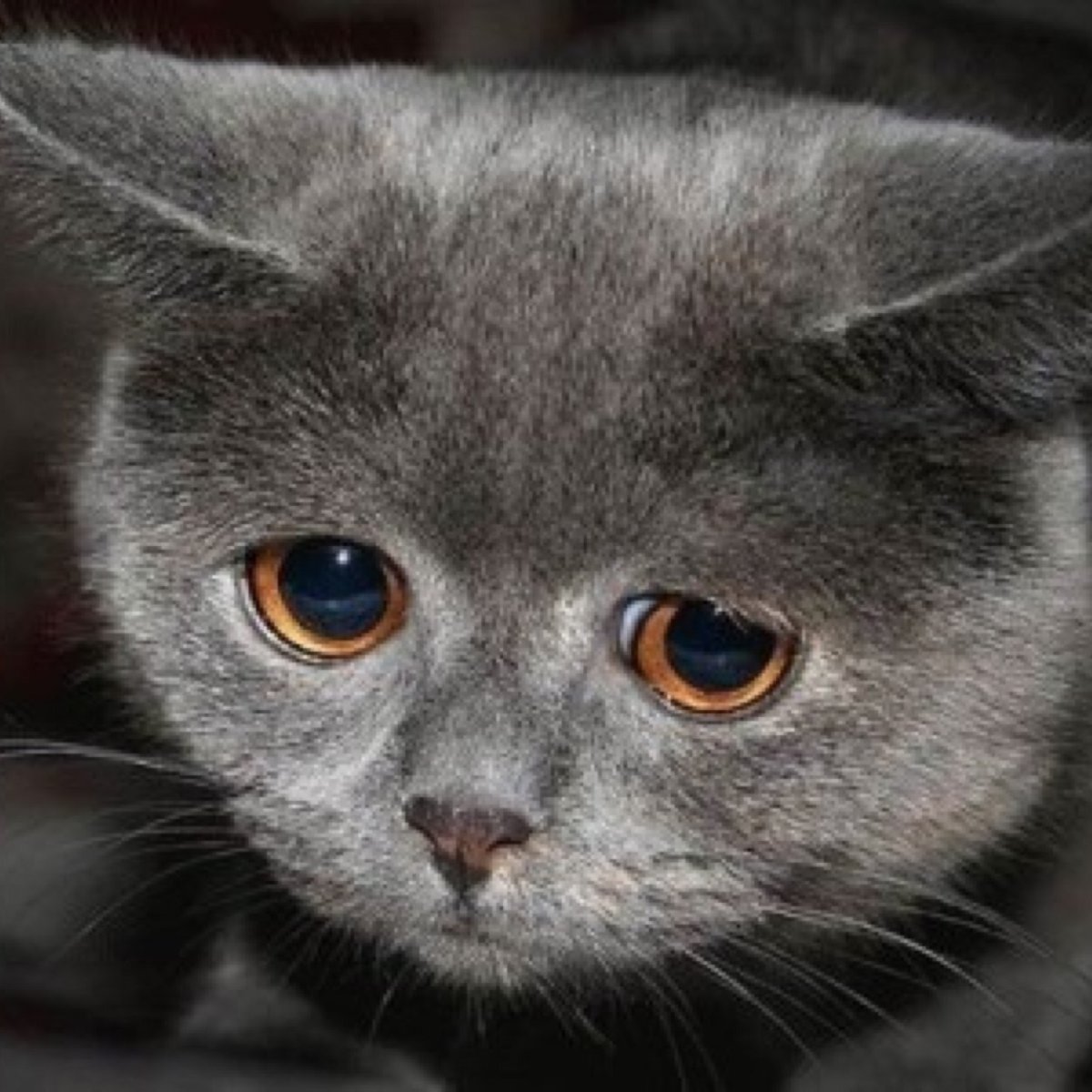 Грустный котик