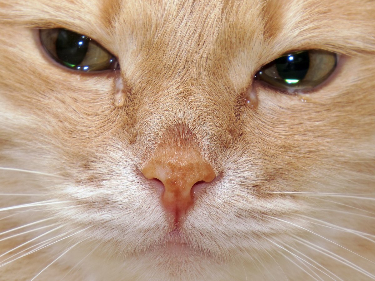 Расстроенный котик