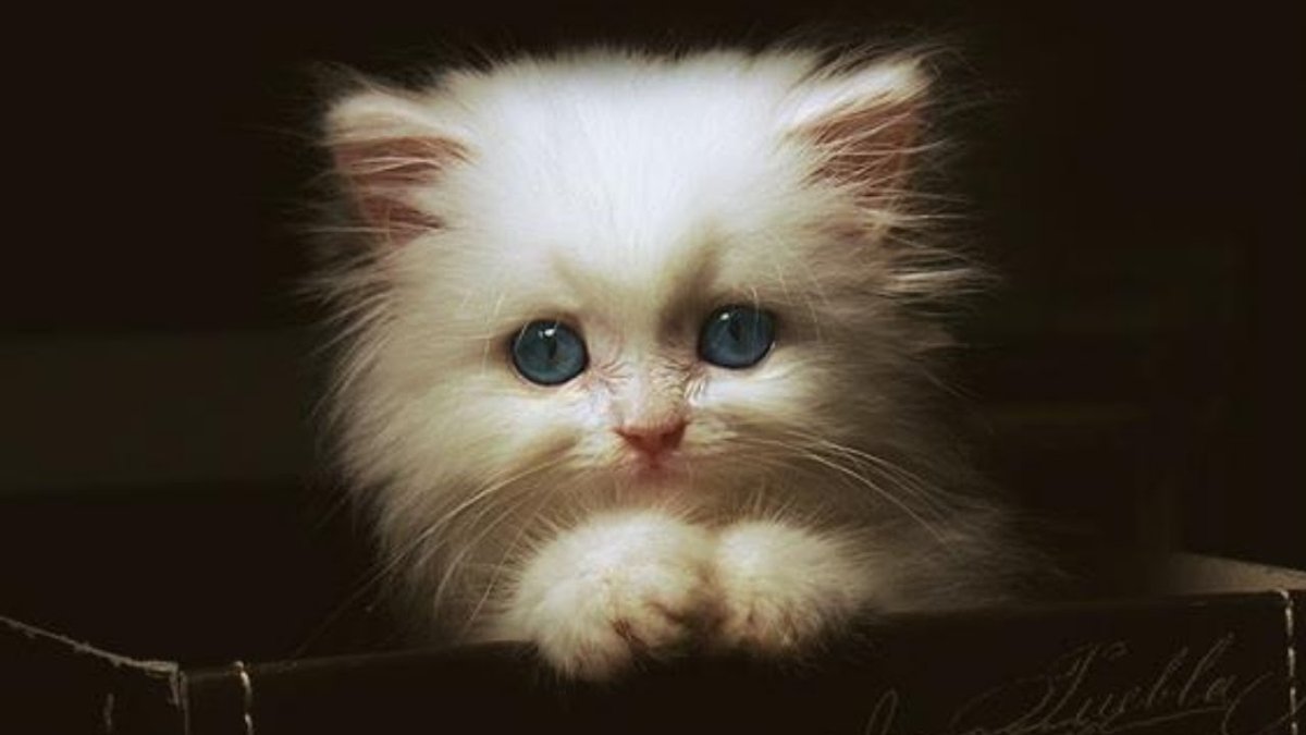 РТО Пушок m676