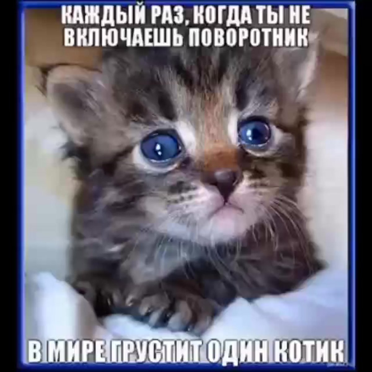 Плачущие котята милые