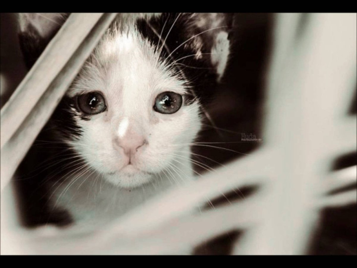 Художник Rihards Donskis