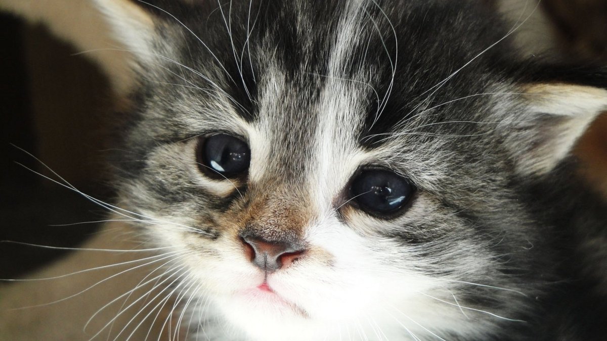 Котенок плачет