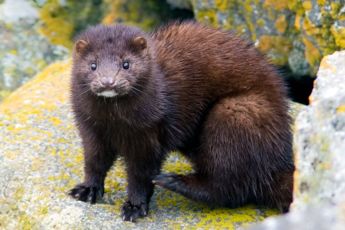 Американская норка (Mustela Vison)