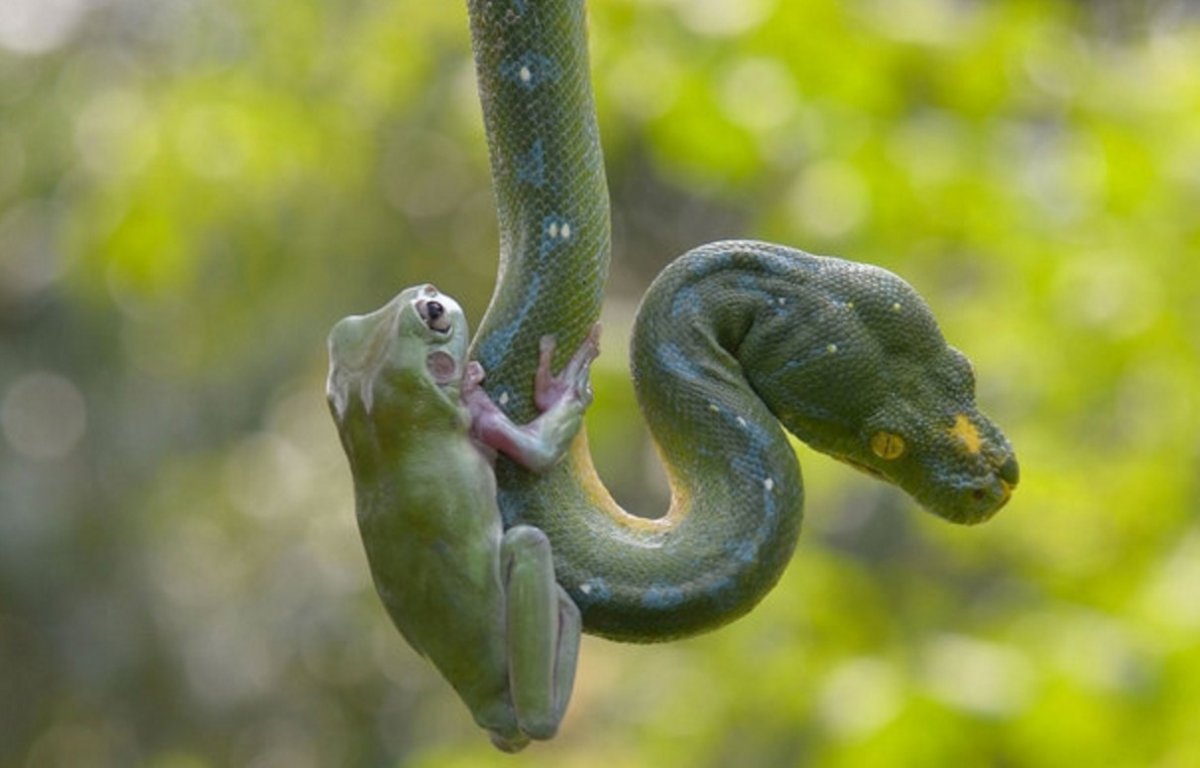 Змея горлянка