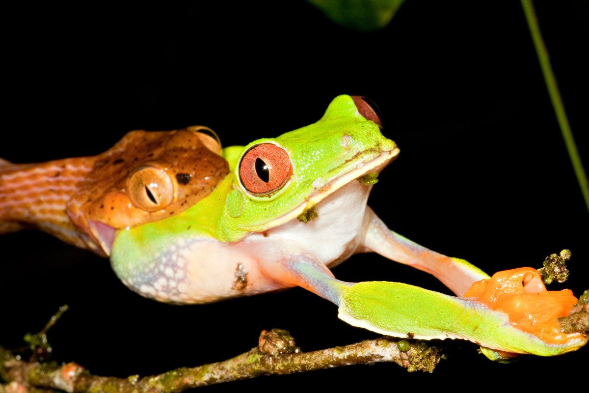 Лягушки и змеи