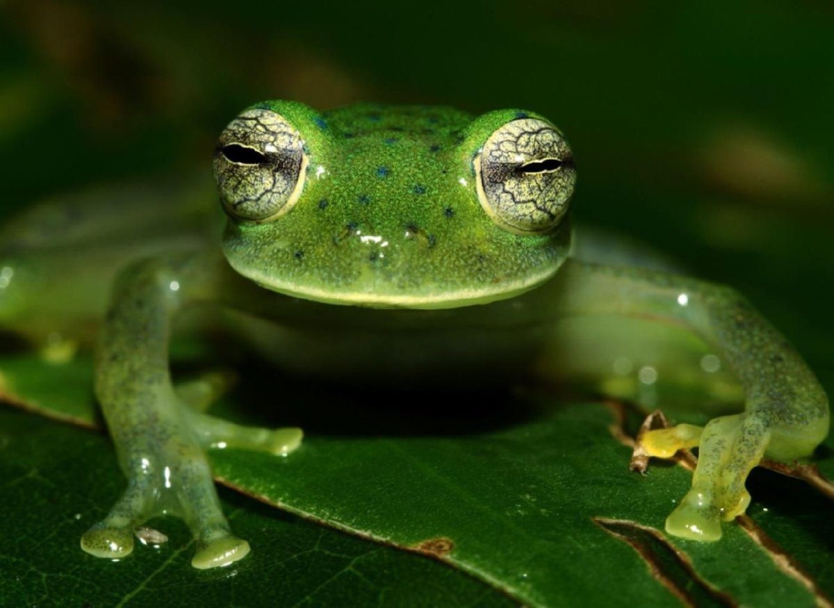 Головастик чесночницы