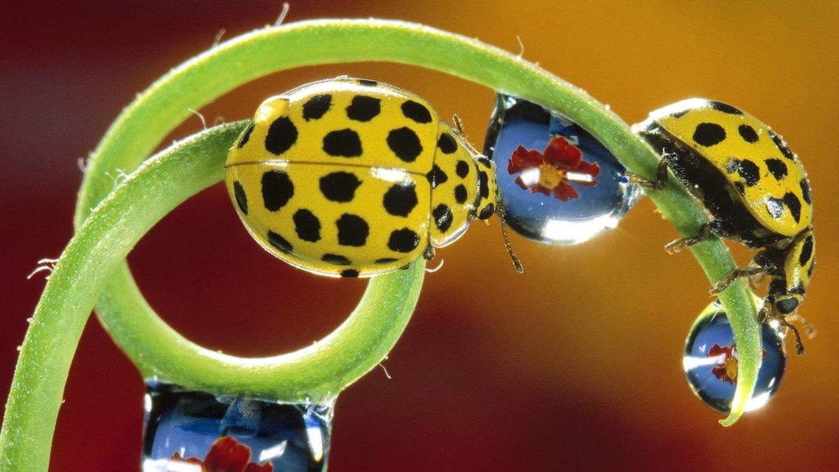 Божьи коровки