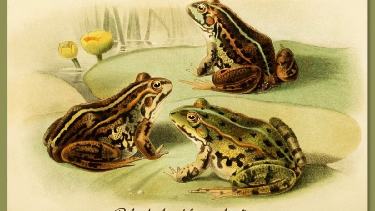 Степная гадюка питается