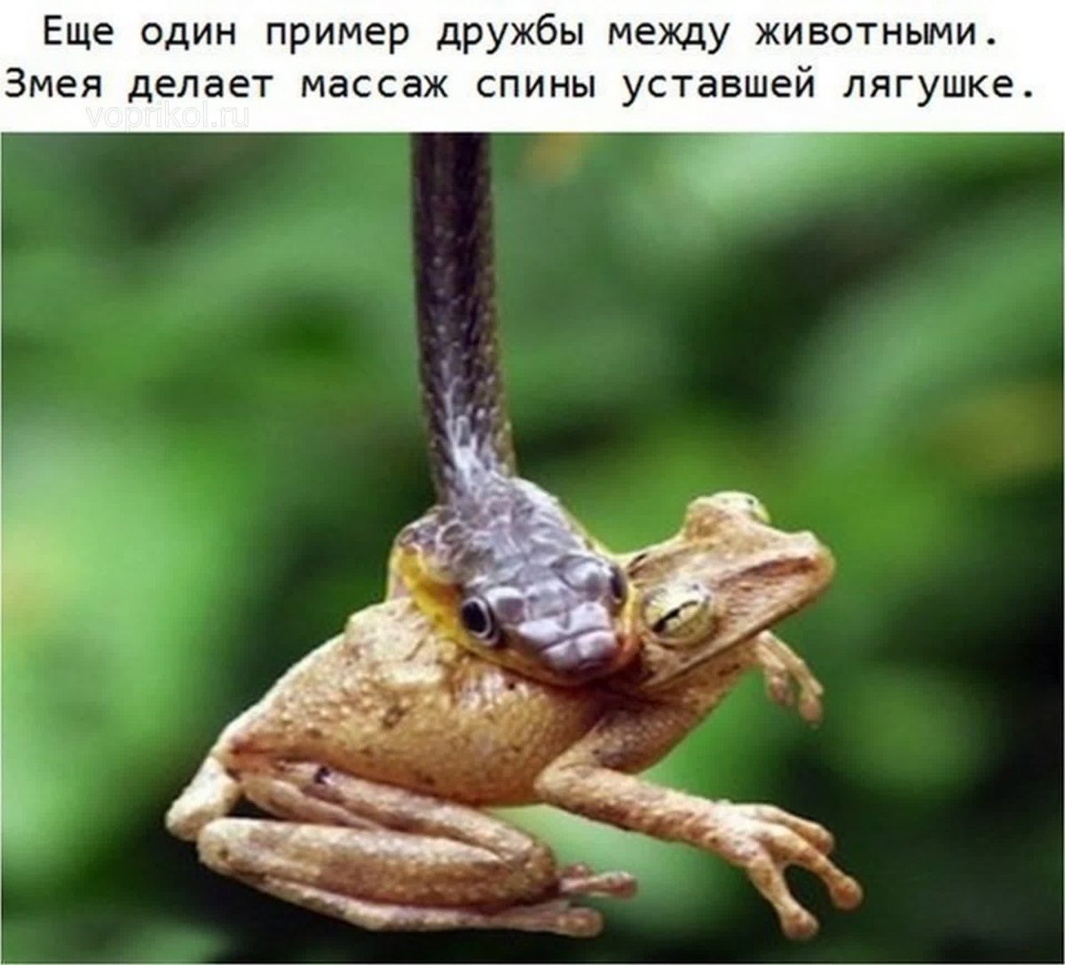 Удивительный пример дружбы между животными