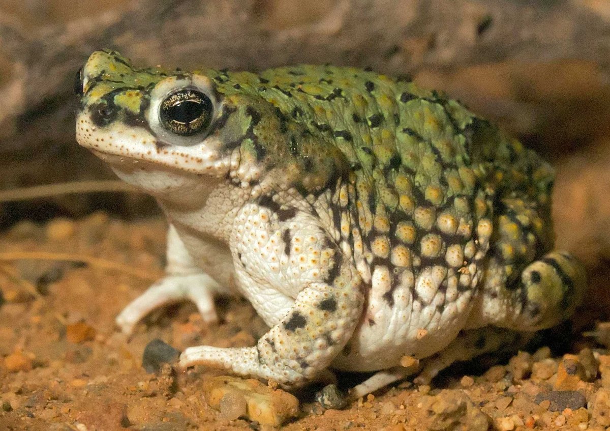 Уж обыкновенный плавает