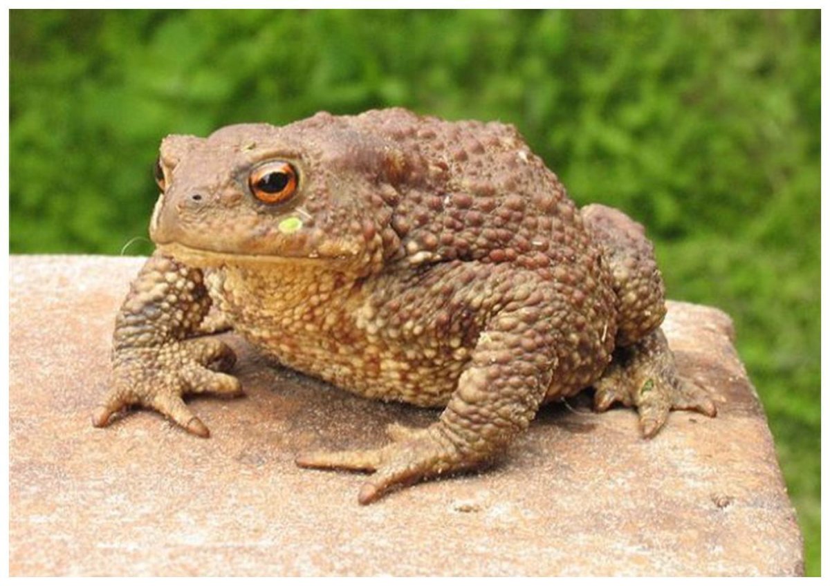 Лягушка улыбается