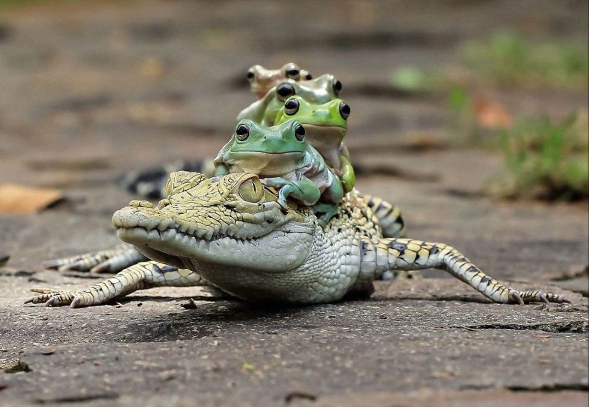 Танто Йенсен — индонезийский фотограф