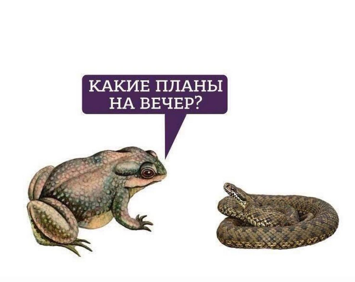 Жаба и гадюка