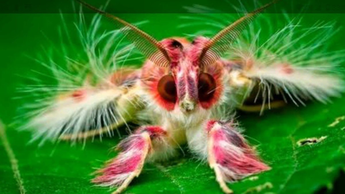 Лономия бабочка