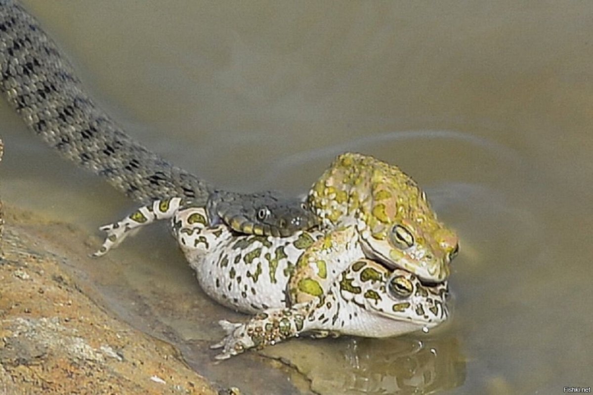 Жаба и змея