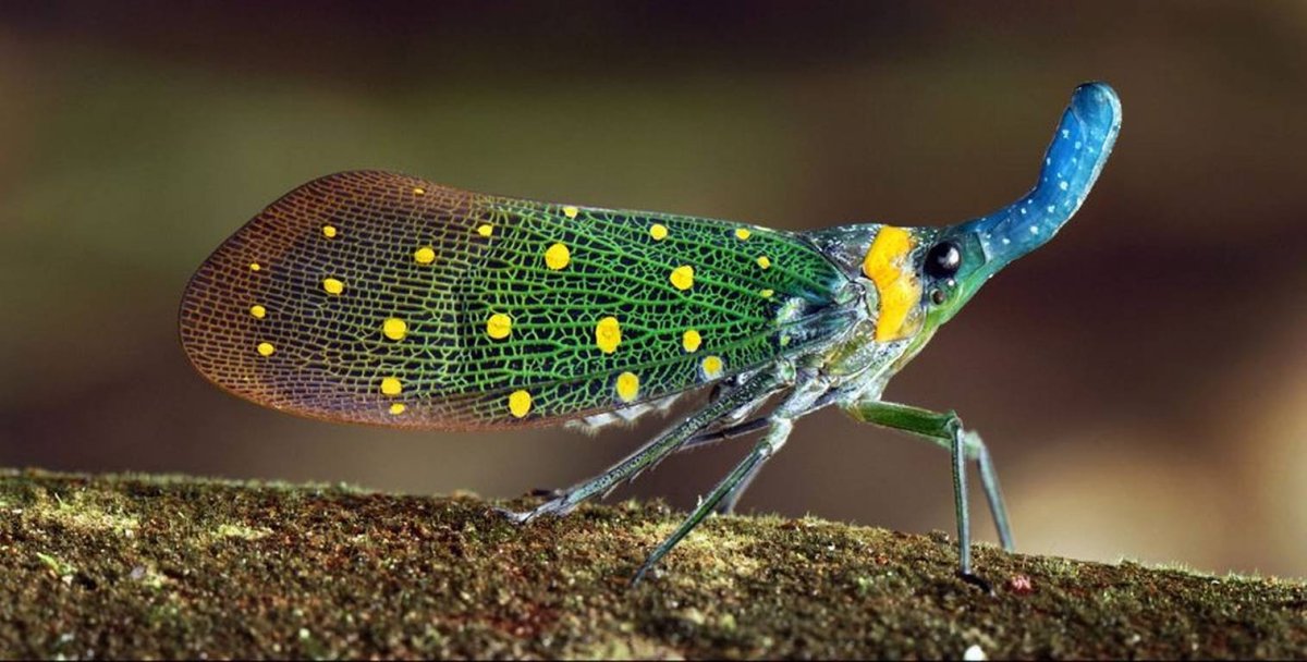 Цикада фонарница
